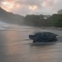 Retornan las tortugas enormes en el Caribe